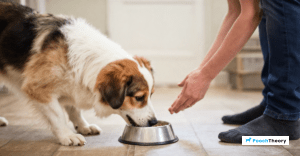 Read more about the article How To Stop Dog Resource Guarding Food Without Punishment