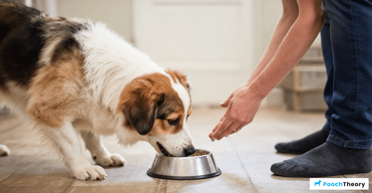 Read more about the article How To Stop Dog Resource Guarding Food Without Punishment