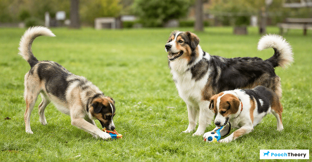 Importance of Physical and Mental Stimulation