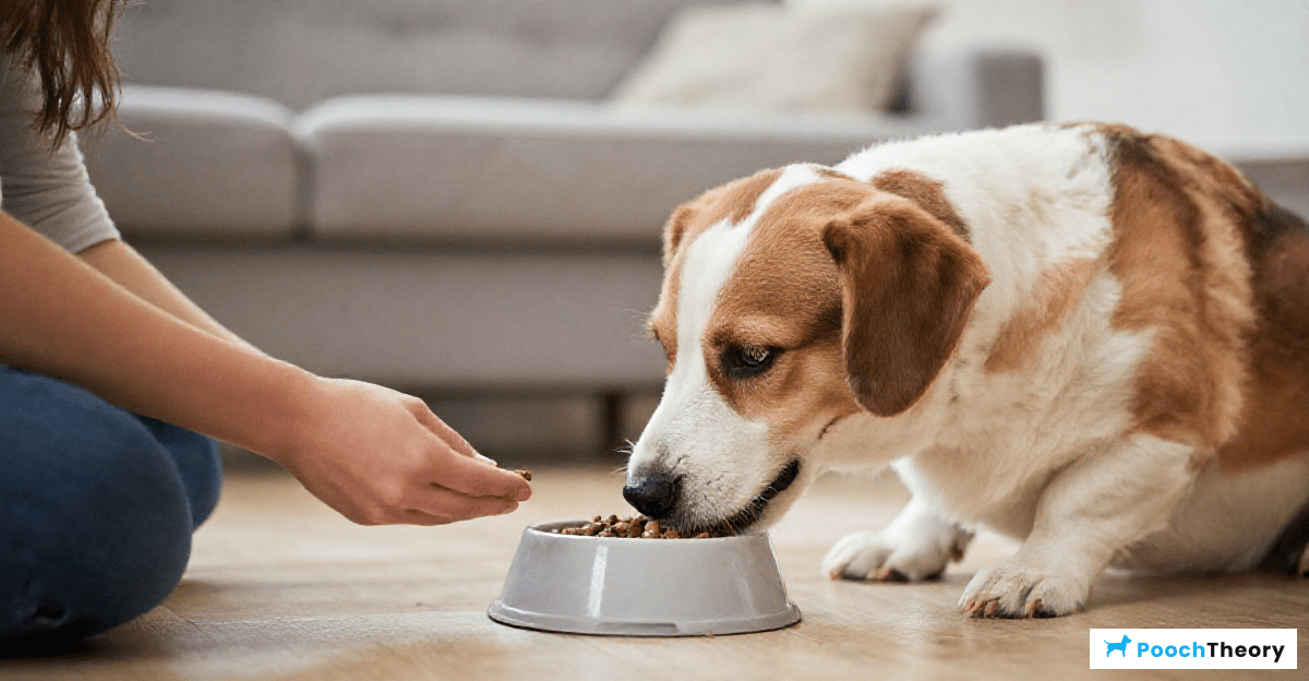 The Role of Positive Reinforcement in Feeding