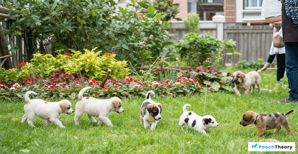 Understanding Puppy Development Stages