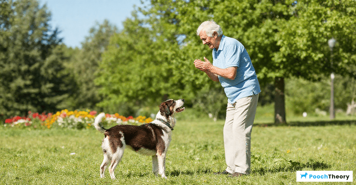 Benefits of Dog Training for Seniors