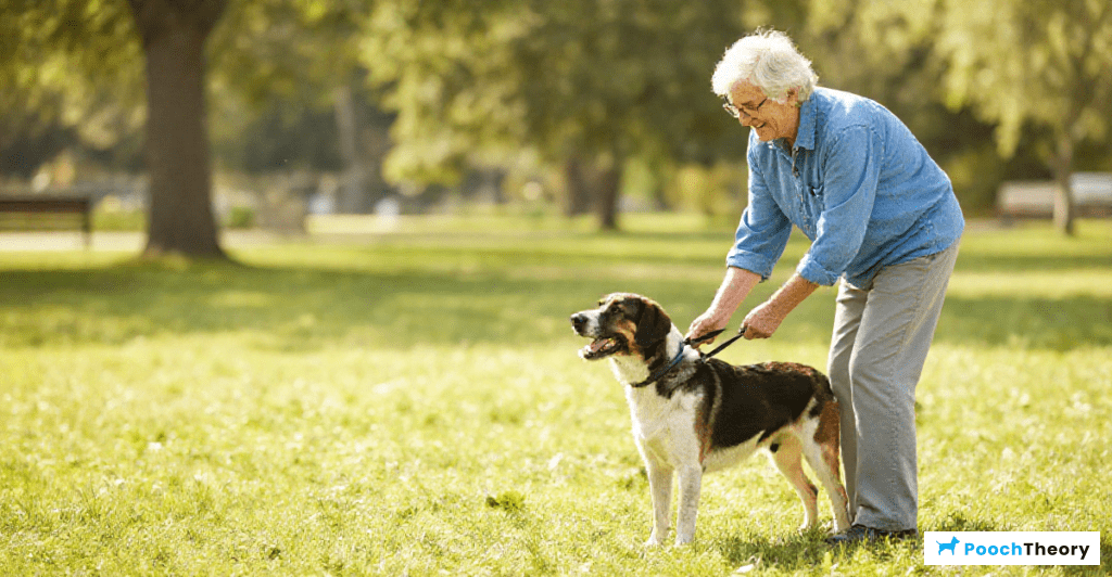 Essential dog training tips for seniors and older dog owners in a friendly park setting.