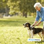 Essential Dog Training Tips For Older Owners