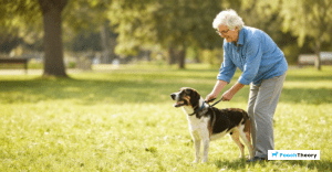 Read more about the article Essential Dog Training Tips For Older Owners