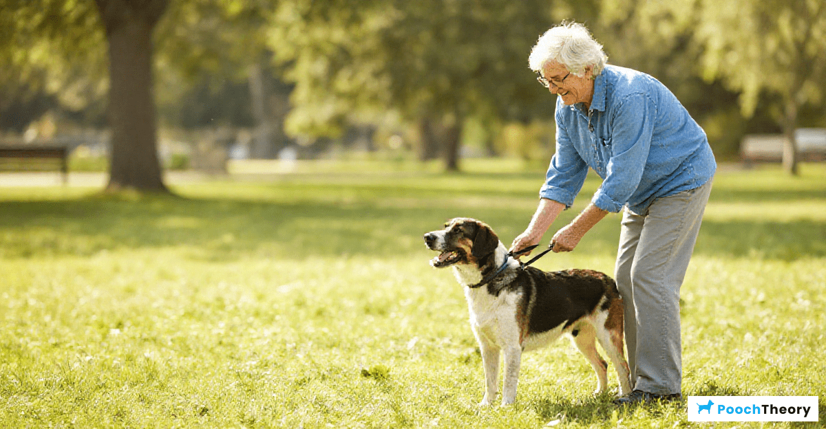 You are currently viewing Essential Dog Training Tips For Older Owners