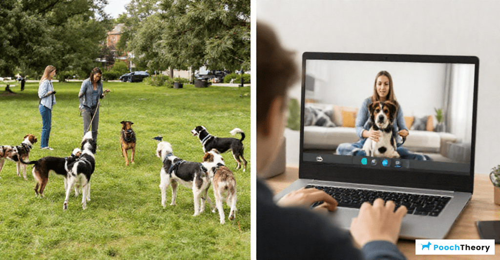 Comparing online dog training courses with local classes to find which works better.