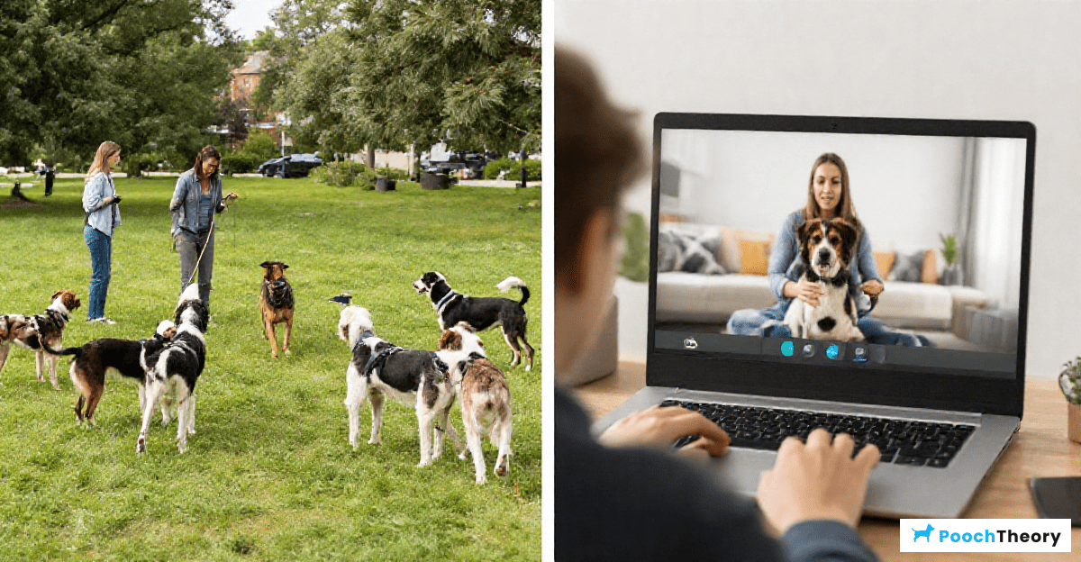 You are currently viewing Online Dog Training Courses Vs Local Classes: Which Works Better?